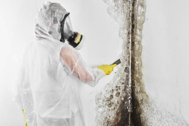 Trusted Cedar City, UT Mold Removal Experts