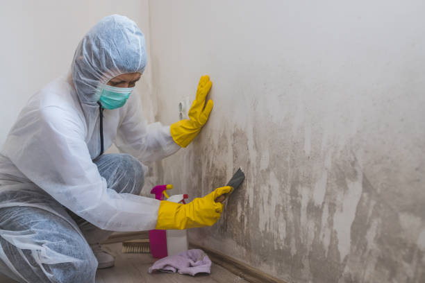 Best Emergency Mold Removal  in Cedar City, UT