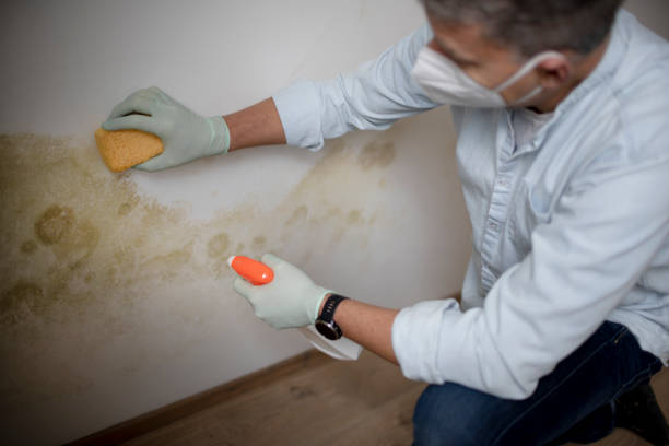 Best Emergency Mold Removal  in Cedar City, UT