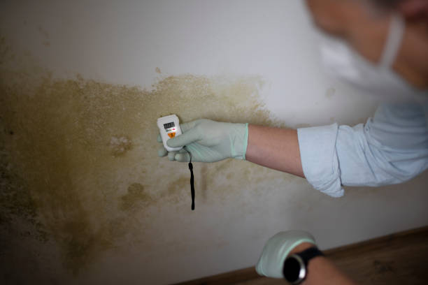 Best Mold Remediation  in Cedar City, UT