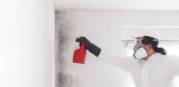 Best Toxic Mold Removal  in Cedar City, UT