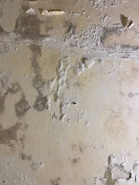 Best Certified Mold Removal  in Cedar City, UT