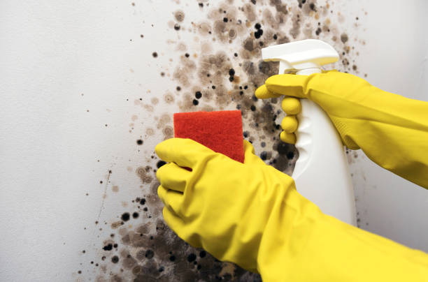 Best Crawl Space Mold Removal  in Cedar City, UT