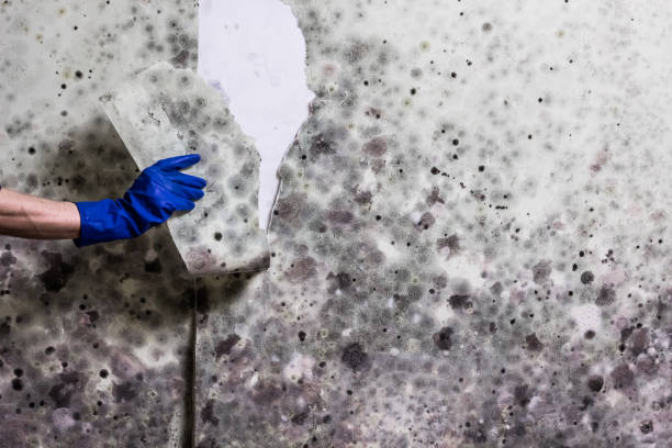 Best Mold Testing  in Cedar City, UT